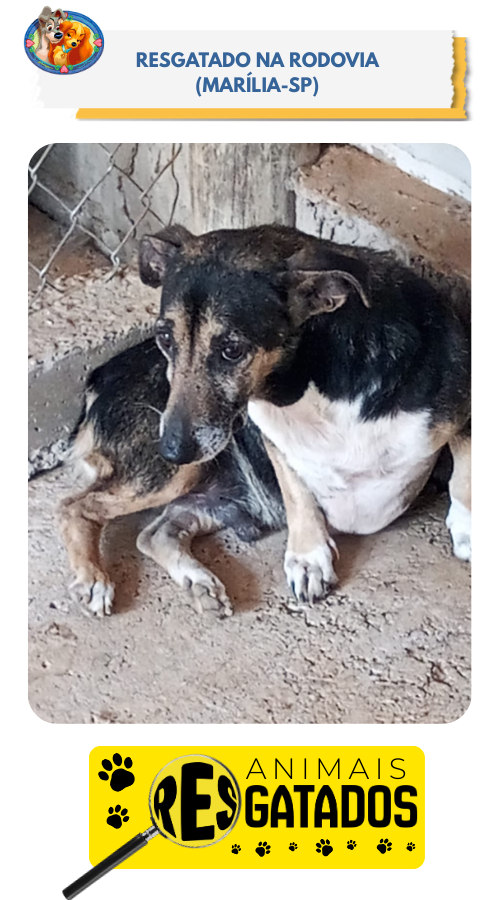 ANIM. RESGATADOS - 0