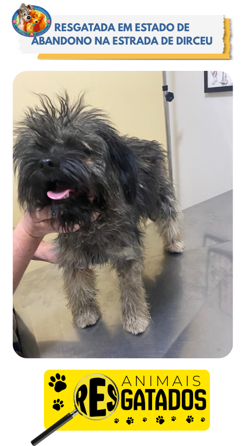 ANIM. RESGATADOS - 01