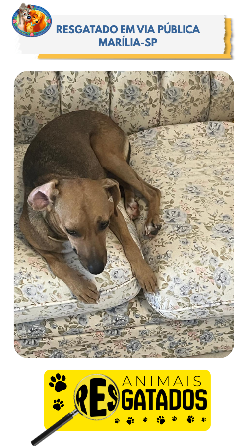 ANIM. RESGATADOS - 02