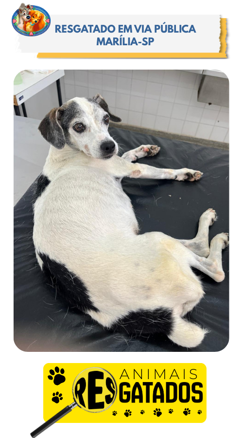 ANIM. RESGATADOS - 03