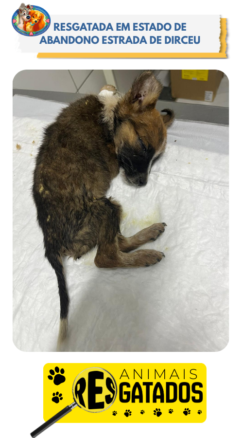 ANIM. RESGATADOS - 04