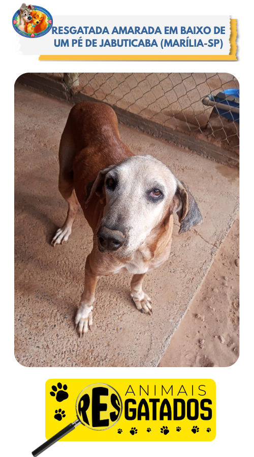 ANIM. RESGATADOS - 06