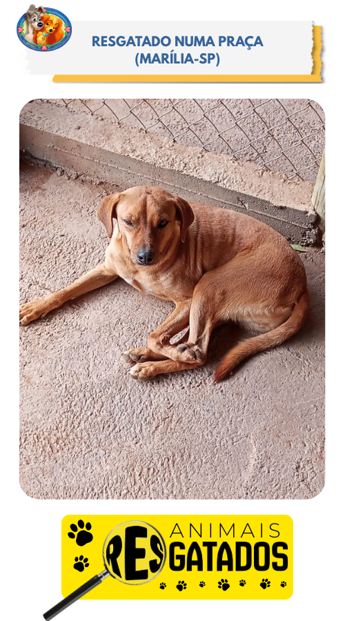 ANIM. RESGATADOS - 07