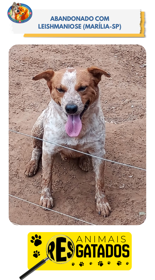 ANIM. RESGATADOS - 09