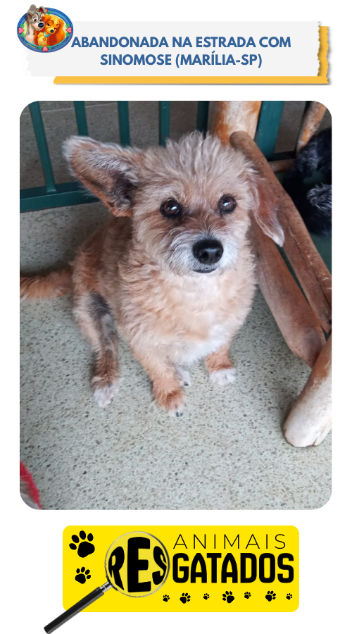 ANIM. RESGATADOS - 11